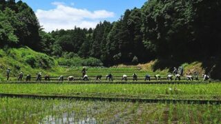 2026年06月06日（土）｜谷戸田で田んぼ体験（全2回）