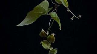 2025年10月10日（金）～11月5日（水）｜砂田節子　植物写真展『錦秋～きんしゅう～・にいはる