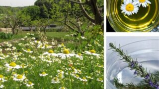 2026年04月29日（水・祝）｜ハーブコミュニティカフェ